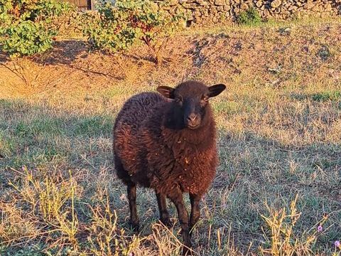  3 agnelles Ouessant noires de 6 mois 250 34390 Mons