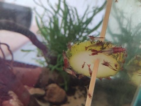 Crevettes Neocaridina red rili 1 33600 Pessac