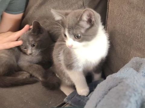 Donne 2 chatons, gris et noir et blanc, &agrave; &Eacute;pernay 0 51200 Épernay