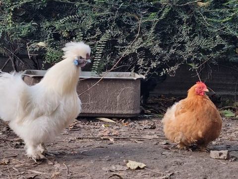 Poule, coq... 20 59290 Wasquehal