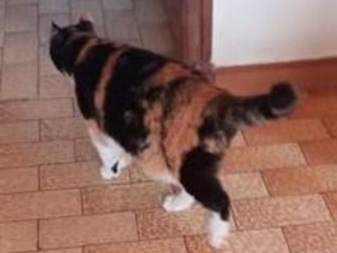 Chat MIMINE &agrave; l adoption 200 84500 Boll�ne