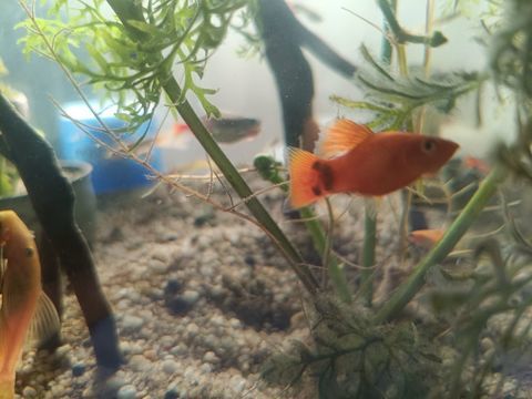 Platy de couleur orange &agrave; 1� pi&egrave;ce. 1 78260 Ach�res