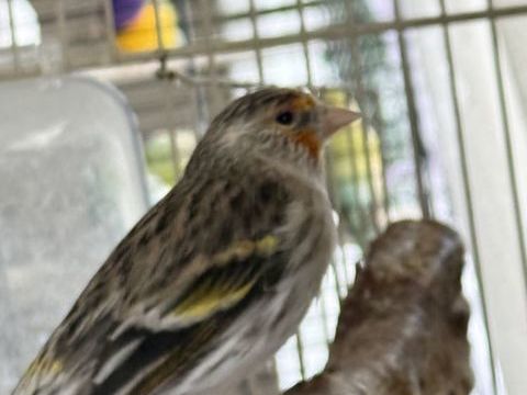 Oiseau mulet m&acirc;le 100 93330 Neuilly-sur-marne