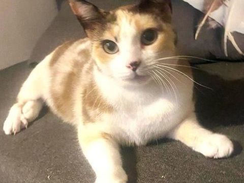 CHANI TRICOLORE 1 AN 1/2 195 92260 Fontenay-aux-roses