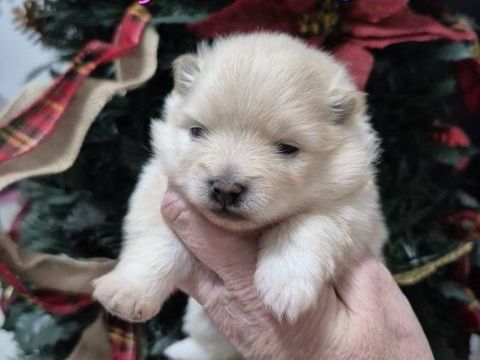 3 magnifiques bébés spitz nain à réserver 1800 45290 Ouzouer-des-champs