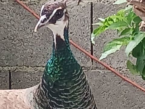 PAONS 1 84000 Avignon