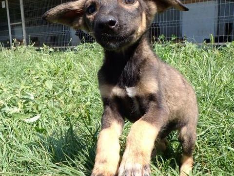 Storm à l'adoption 320 21000 Dijon