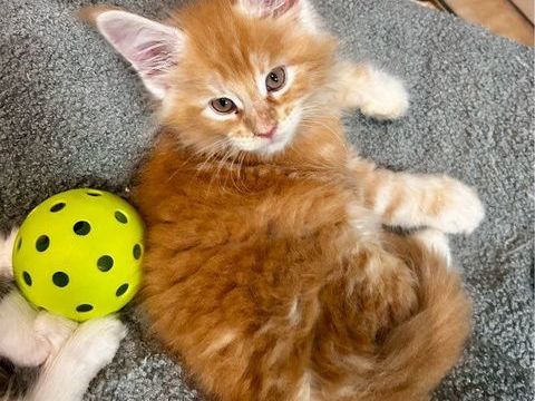 Superbes b&eacute;b&eacute;s Maine Coon 1300 44350 Gu�rande