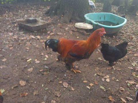 jeune coq de 7 mois pour reproduction 15 33550 Paillet