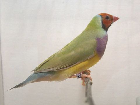 Diamant de Gould 40 02600 Villers-cotterts