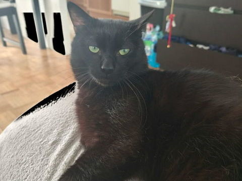 Wesley, un amour de jeune chat 180 93230 Romainville