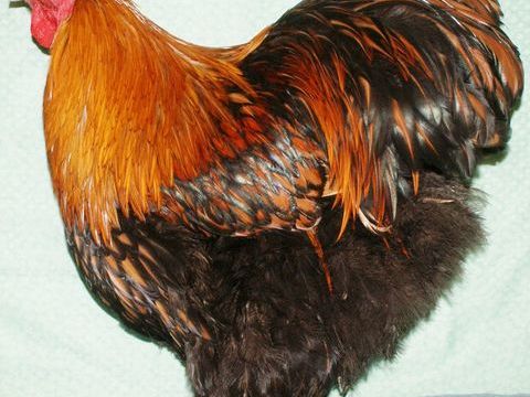 coqs et poules ORPINGTON fauve &agrave; lis&eacute;r&eacute;s noirs  08090 Montcy-notre-dame