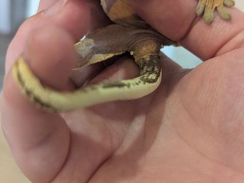 femelle gecko &agrave; cr&ecirc;te avec son terrarium complet 150 64160 Morlaàs