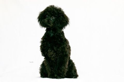Bounty adorable petit caniche toy noir lof
1800 63340 Antoingt