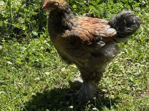Coq Brahma 3 mois 15 37130 Langeais