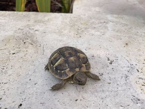 Tortues de terre 50 83600 Fr�jus