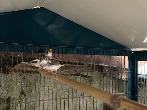 Mandarin de 2025
5 93470 Coubron