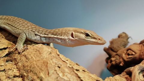 VARANT MOUCHETE 90 79000 Niort