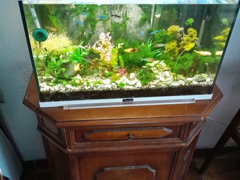 cherche don de poissons d'aquarium contre bon soin et amour 0 95240 Cormeilles-en-parisis