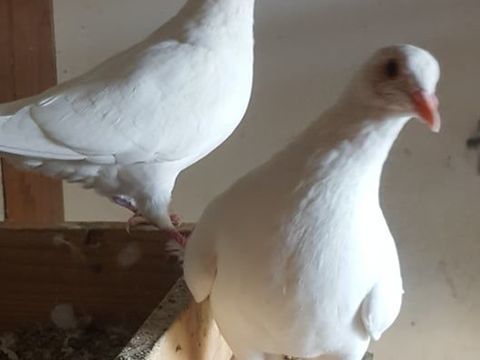 PIGEONS HUBBELL 15 34400 Lunel