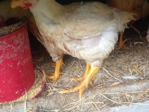 Chapons pour les f&ecirc;tes de fin d'ann&eacute;e 30 79510 Coulon