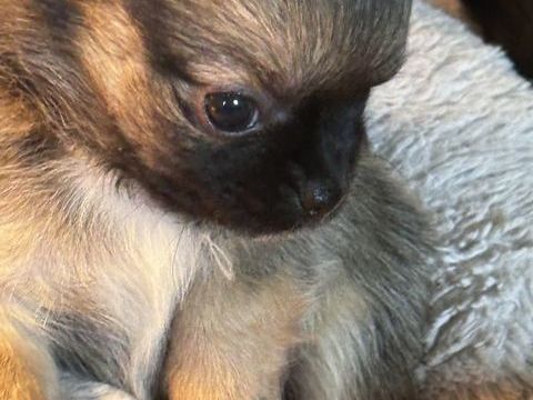 Chihuahuas minis poils longs 900 35000 Rennes