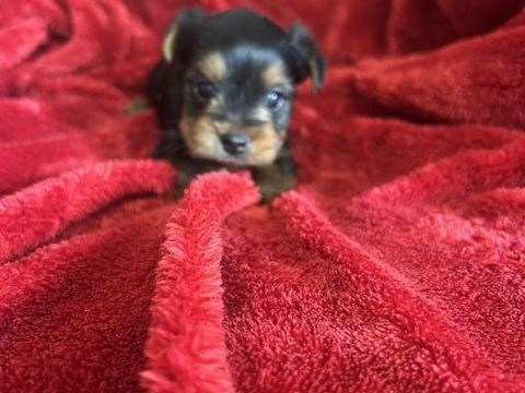 Yorkshire terrier 1050 85220 La chapelle-hermier