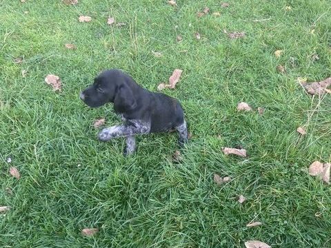 ? 5 jeunes Drahthaar pleines de vie ? idéales pour chasse e 0 80600 Beauquesne