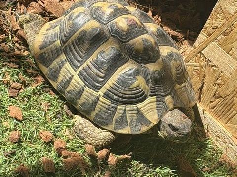 Tortue m&acirc;le adulte 190 95400 Villiers-le-bel