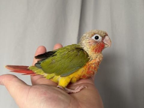 Conure molinae eam 165 59253 La gorgue