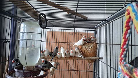 Mandarin 15 63620 Voingt