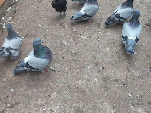pigeons mondain 20 31620 Fronton