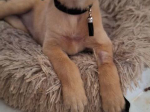 Sir&eacute;na, le b&eacute;b&eacute; rescap&eacute; 300 37000 Tours