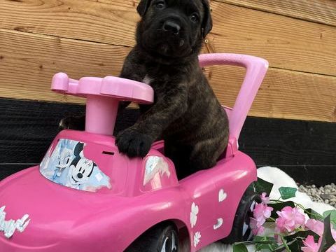 Chiot cane corso 850 02800 Beautor