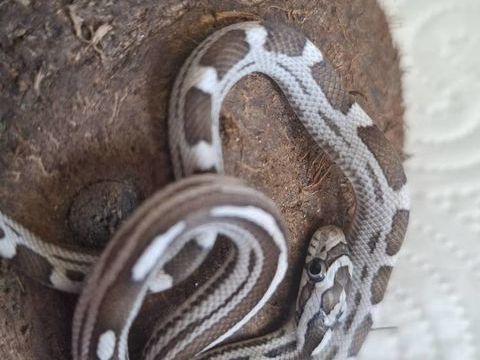 Serpent des bl&eacute;s adorable 60 06590 Th�oule-sur-mer