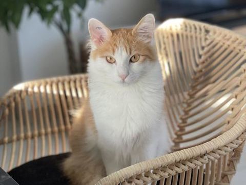 Jeune chat maitresse décédée 0 34500 Bziers