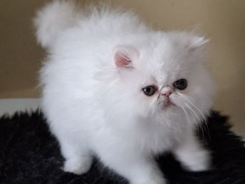 CHATONS PERSAN DISPONIBLES DE SUITE 1000 30340 Rousson