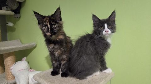Chatons Maine Coon LOOF 1000 57580 Saint-epvre