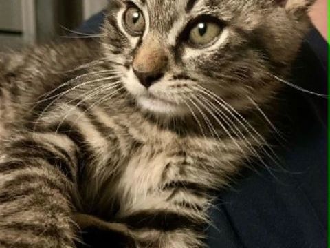 Mira petite demoiselle intr&eacute;pide et c&acirc;line 180 75016 Paris