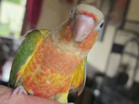 Conure de molinae ananas et ananas rouge eam 260 77240 Vert-saint-denis