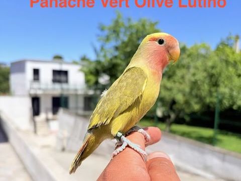 Tr&egrave;s Beaux Inseparable Ros&eacute;icolis EAM Bien Apprivois&eacute;es 80 94450 Limeil-brévannes