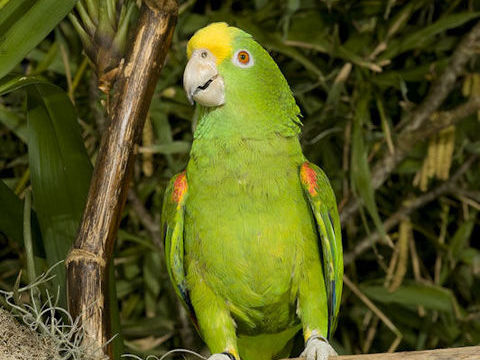 AMAZONE A FRONT JAUNE ELEVE MAIN 1100 85300 Challans