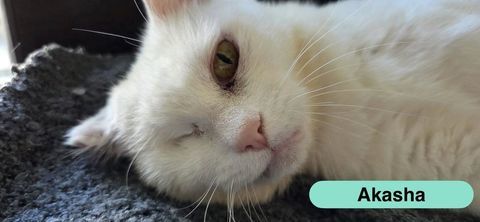 Akasha, chatte blanche &agrave; adopter 230 44200 Nantes