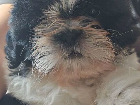 Shih tzu LOF 1200 45700 Villevoques