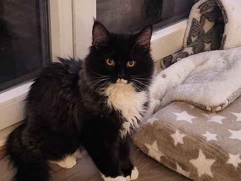 Propose chaton maine coon de 6 mois 500 67200 Strasbourg