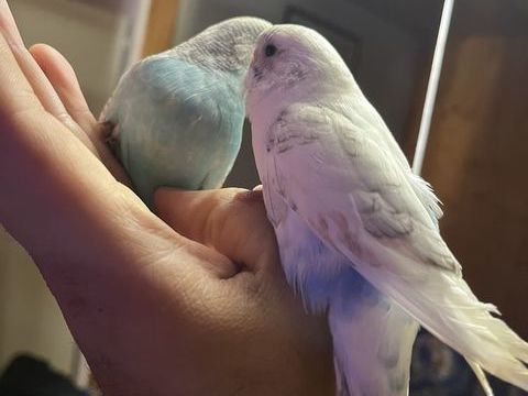 Perruches ondulées 10 67310 Wasselonne