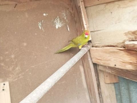 Kakariki 30 79400 Azay-le-br�l�