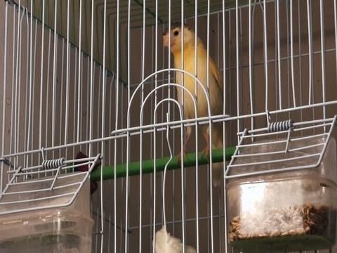 Canaris 2026 25 59500 Douai