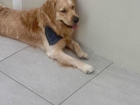 Vente Magnifique jeune golden Retriever 1 an et 2 mois
900 06670 Colomars