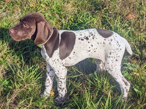 Chiots braque français des Pyrénées, inscrits au LOF. 900 61170 Le plantis